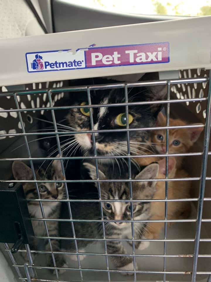 A mother cat and kittens looking through the door of a Petmate pet carrier.