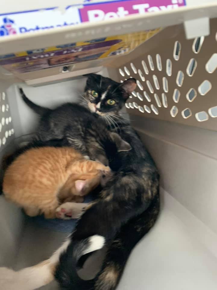 A mother cat and several kittens huddled together inside a pet carrier.
