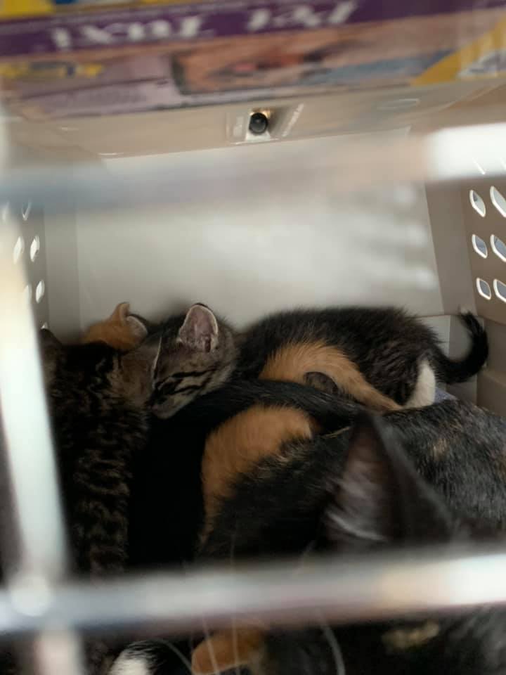 Several young kittens curled together inside a pet carrier.