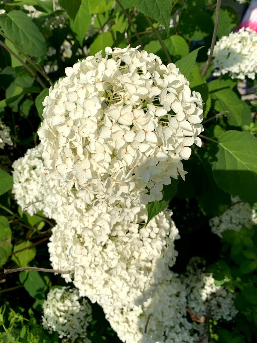 A large white hydrangea bloom outdoors among green leaves.