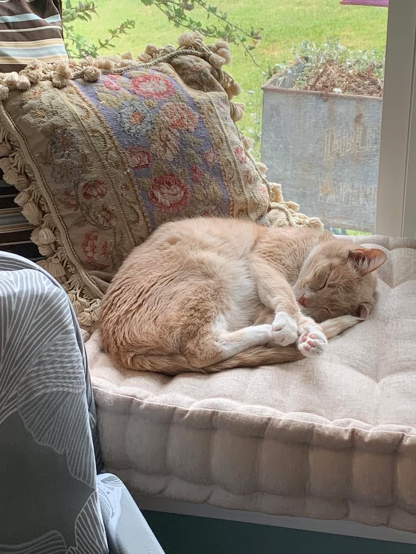 A light-colored cat curled up asleep on a cushioned chair by a window.