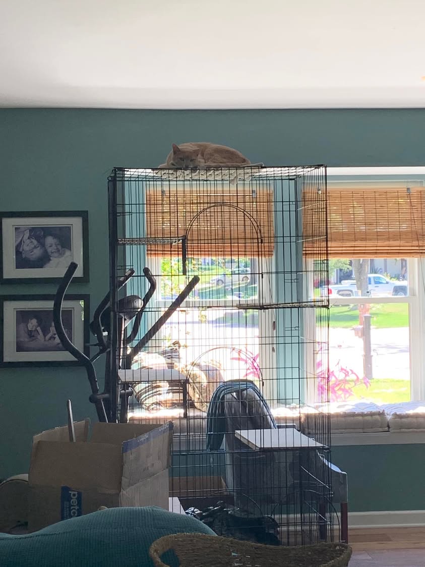 A cat perched on top of a tall wire pet enclosure in a room.