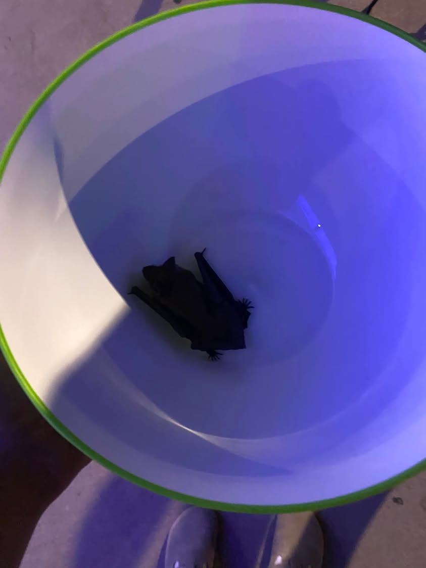 A small bat resting inside a light-colored container under bluish light.