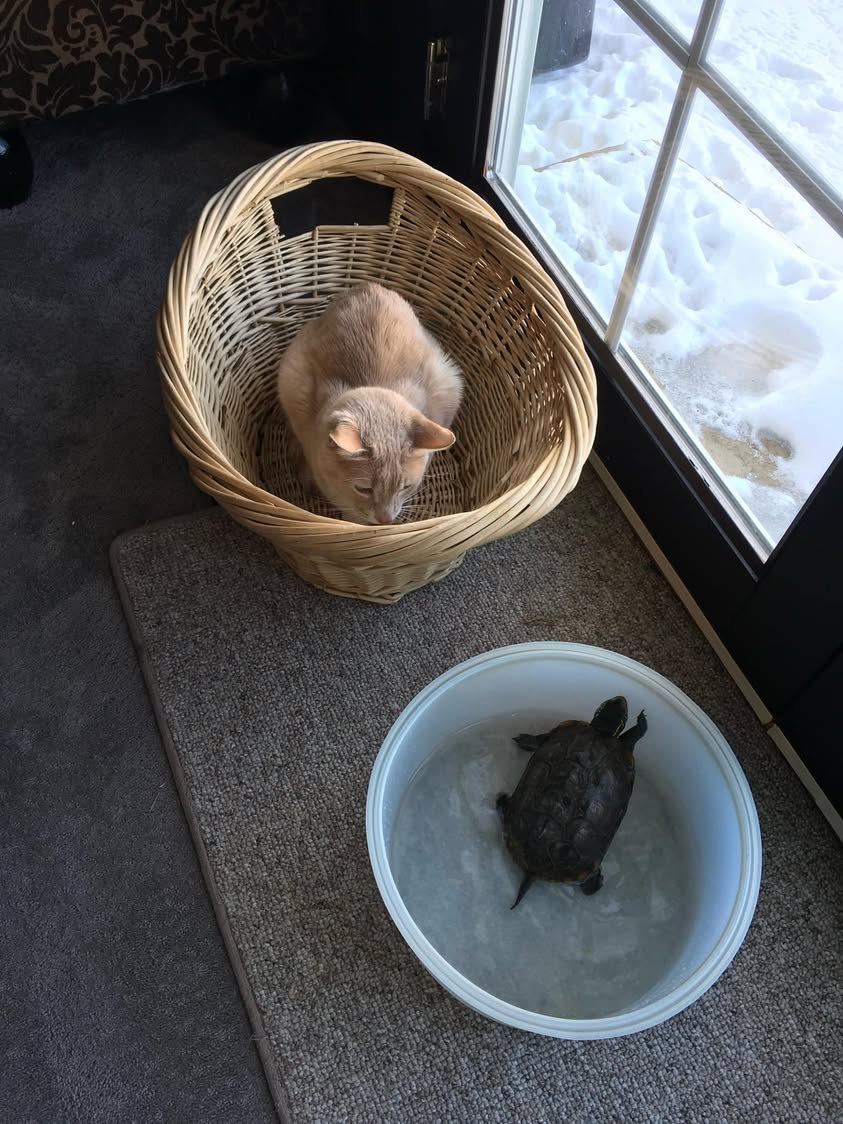 A turtle in a shallow bowl on the floor beside a cat curled in a basket near a window.